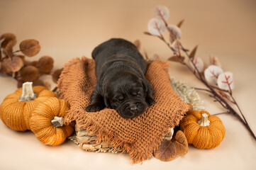 Horizontal warm studio photo, view from top on newborn puppy of chocolate labrador retriever dog...