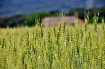 field of wheat