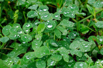 Clover leaves in raindrops. Beautiful natural background.