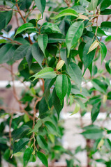 Green leaves of ficus. Close-up, vertical photograph.