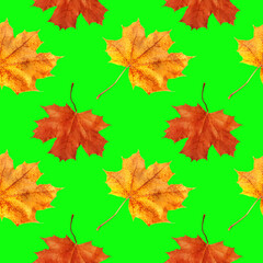 Naklejka na ściany i meble Repeating pattern of yellow and green maple leaves on a green background