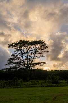 Evening landscape with colorful clouds, Albizia tree Falcataria Moluccana, Batai wood in silhouette in front of a lower forest in Kauai, Hawaii, United States. 

