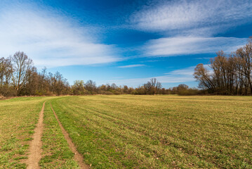 Fototapeta na wymiar Early springtime meadow with path and trees around