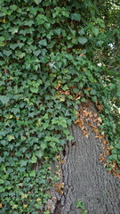 Ivy on a trunk between Fourques and Saint-Gilles in the department Bouches-du-Rhône in the region Provence-Alpes-Côte d’Azur in France, in the month of June