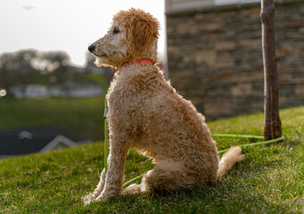 golden doodie portrait