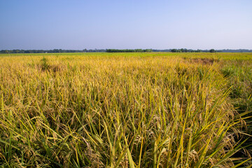 Agriculture Landscape view of the grain  rice field with blue sky in Bangladesh