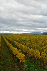 Vineyards line row in the Palatinate Forest in fall autumn colorfull
