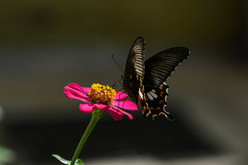 A macro view of beautiful colorful butterfly stealing honey from red flower