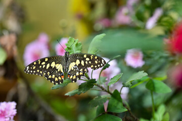 A macro view of beautiful colorful butterfly perched on the plant leaf