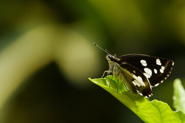A macro view of a white patched black tiny butterfly perched on a green leaf - Powered by Adobe