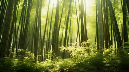 Bamboo forest in the morning. Panoramic view of bamboo forest.