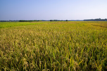 Agriculture Landscape view of the grain  rice field with blue sky in Bangladesh