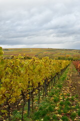 Fototapeta na wymiar Vineyards line row in the Palatinate Forest in fall autumn colorfull