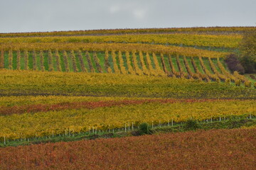 Vineyards in the Palatinate Forest in fall autumn colorfull