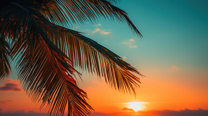 Palm tree during the sunset, wallpaper