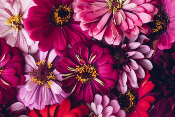 Beautiful colorful zinnia and dahlia flowers in full bloom, close up. Natural summery texture for background. - obrazy, fototapety, plakaty