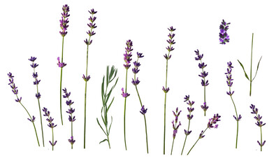 ser .Lavender flowers isolated on white background. Set of lavender twigs and flowers. Different inflorescences and sizes. isolated on white background - obrazy, fototapety, plakaty