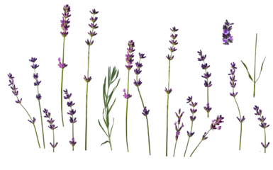 ser .Lavender flowers isolated on white background. Set of lavender twigs and flowers. Different inflorescences and sizes. isolated on white background