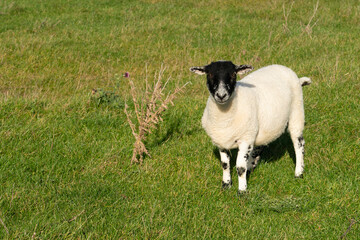 Young black faced sheep standing staring at the camera on a sunny autumn day among a group of six - 674722571