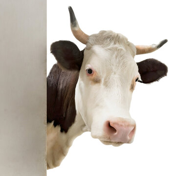 Curious cow looks around the corner, generated image
