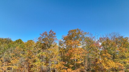 Fototapeta premium Trees on mountainside in brilliant orange Fall colors against blue sky with light clouds and sunshine in nature forest