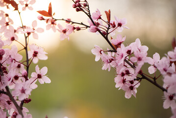 Beautiful pink flowers of bloom plum tree against evening sunset light and blurred bokeh. Spring seasonal floral background. Plum blossoming close up.