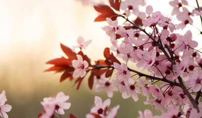 Beautiful pink flowers of bloom plum tree against evening sunset light and blurred bokeh. Spring seasonal floral background. Plum blossoming close up.