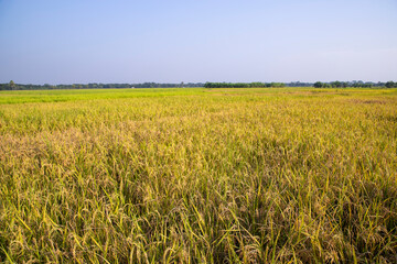 Agriculture Landscape view of the grain  rice field with blue sky in Bangladesh