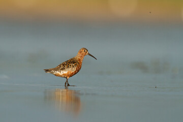 Shorebird - Calidris ferruginea, Curlew Sandpiper on the swamps, migratory bird Poland Europe