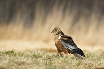 Flying Birds of prey Marsh harrier Circus aeruginosus, hunting time Poland Europe