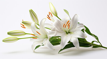 Fototapeta na wymiar Beautiful lily flowers on white background