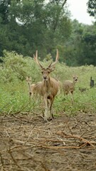 deer followed by its colony