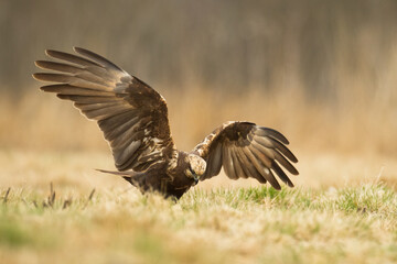 Flying Birds of prey Marsh harrier Circus aeruginosus, hunting time Poland Europe