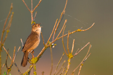 Bird Savi's warbler singing on a reed stalk. Song bird in the nature habitat. Locustella luscinioides