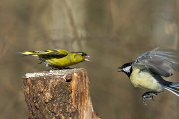 Bird Siskin Carduelis spinus male, small yellow bird, winter time in Poland Europe
