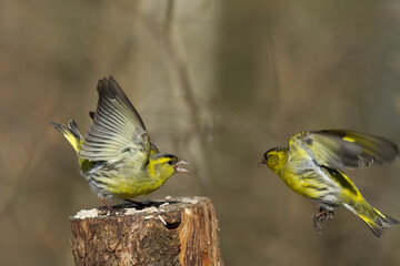 Bird Siskin Carduelis spinus male, small yellow bird, winter time in Poland Europe