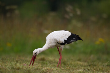 Bird White Stork Ciconia ciconia hunting time summer in Poland Europe