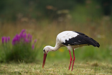 Bird White Stork Ciconia ciconia hunting time summer in Poland Europe