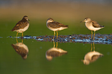 Shorebirds - Wood Sandpiper Tringa glareola, wildlife Poland Europe