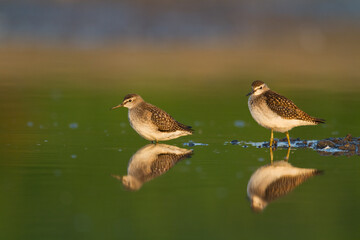 Shorebirds - Wood Sandpiper Tringa glareola, wildlife Poland Europe