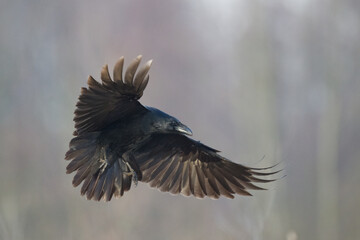 Bird beautiful raven Corvus corax North Poland Europe