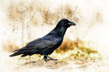 beautiful raven Corvus corax sitting on the branch North Poland Europe, old vintage filters - halloween