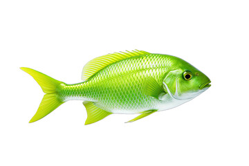 Fototapeta premium Beautiful real green sea fish on transparent background