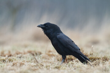Bird beautiful raven Corvus corax North Poland Europe