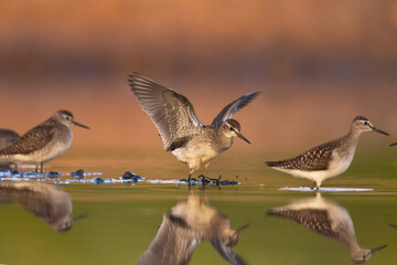 Shorebirds - Wood Sandpiper Tringa glareola, wildlife Poland Europe