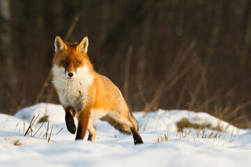 Fox Vulpes vulpes in natural scenery, Poland Europe, animal walking among meadow