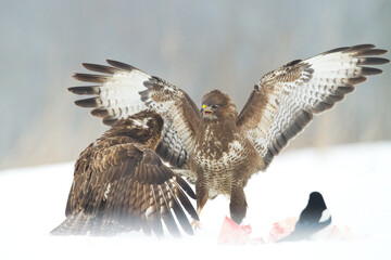 landing Common buzzard Buteo buteo in the fields in winter snow, buzzards in natural habitat, hawk bird on the ground, predatory bird close up winter bird