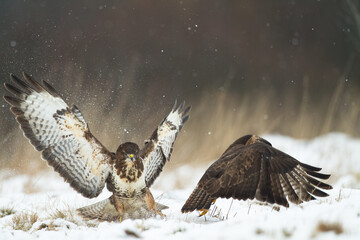 landing Common buzzard Buteo buteo in the fields in winter snow, buzzards in natural habitat, hawk...