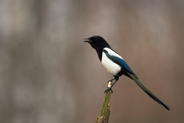 The Eurasian Magpie or Common Magpie or Pica pica on the branch with colorful background, winter time