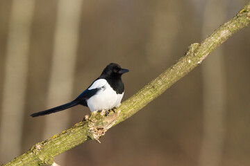 The Eurasian Magpie or Common Magpie or Pica pica on the branch with colorful background, winter time